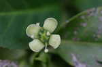 Climbing euonymus